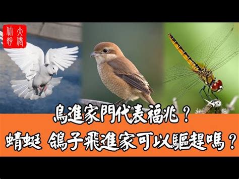 鳥飛進陽台